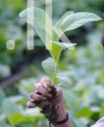 Teak plants for sale in Sri Lanka Crops, Seeds & Plants in Embilipitiya