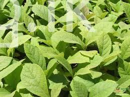 Teak plants for sale in Sri Lanka Crops, Seeds & Plants in Embilipitiya