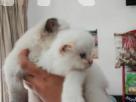 Persian kittens Pets in Kotte