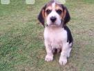 Beagle puppies Pets in Kotte