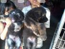 LION SHEPHERD PUPPIES Pets in Kotte