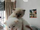 Persian kittens Pets in Kotte