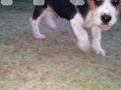 Beagle puppies Pets in Kotte