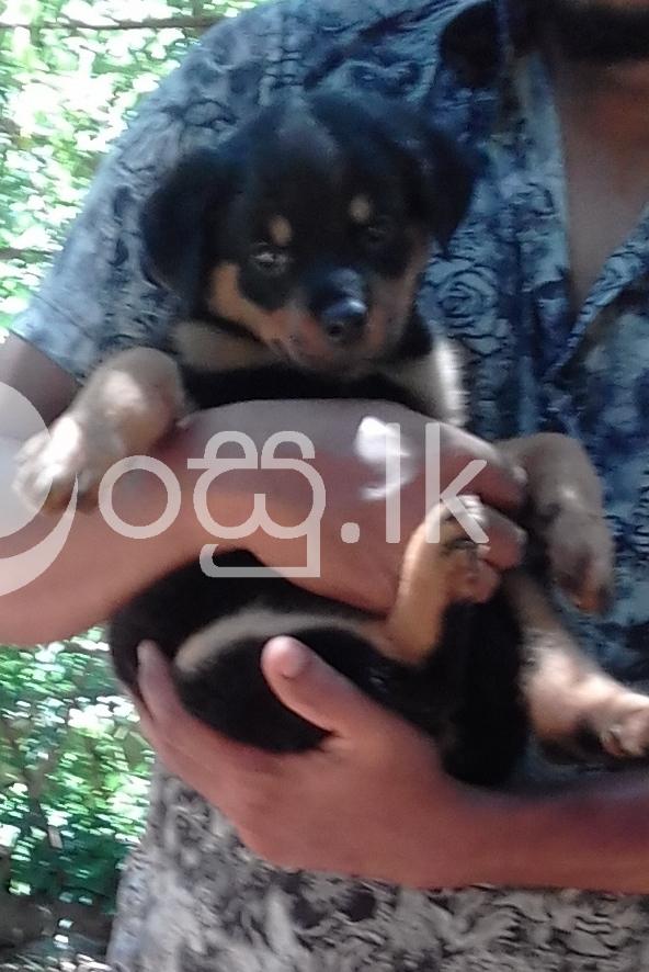 KASL Registered Rottweiler Puppies for Sale Pets in Kurunegala