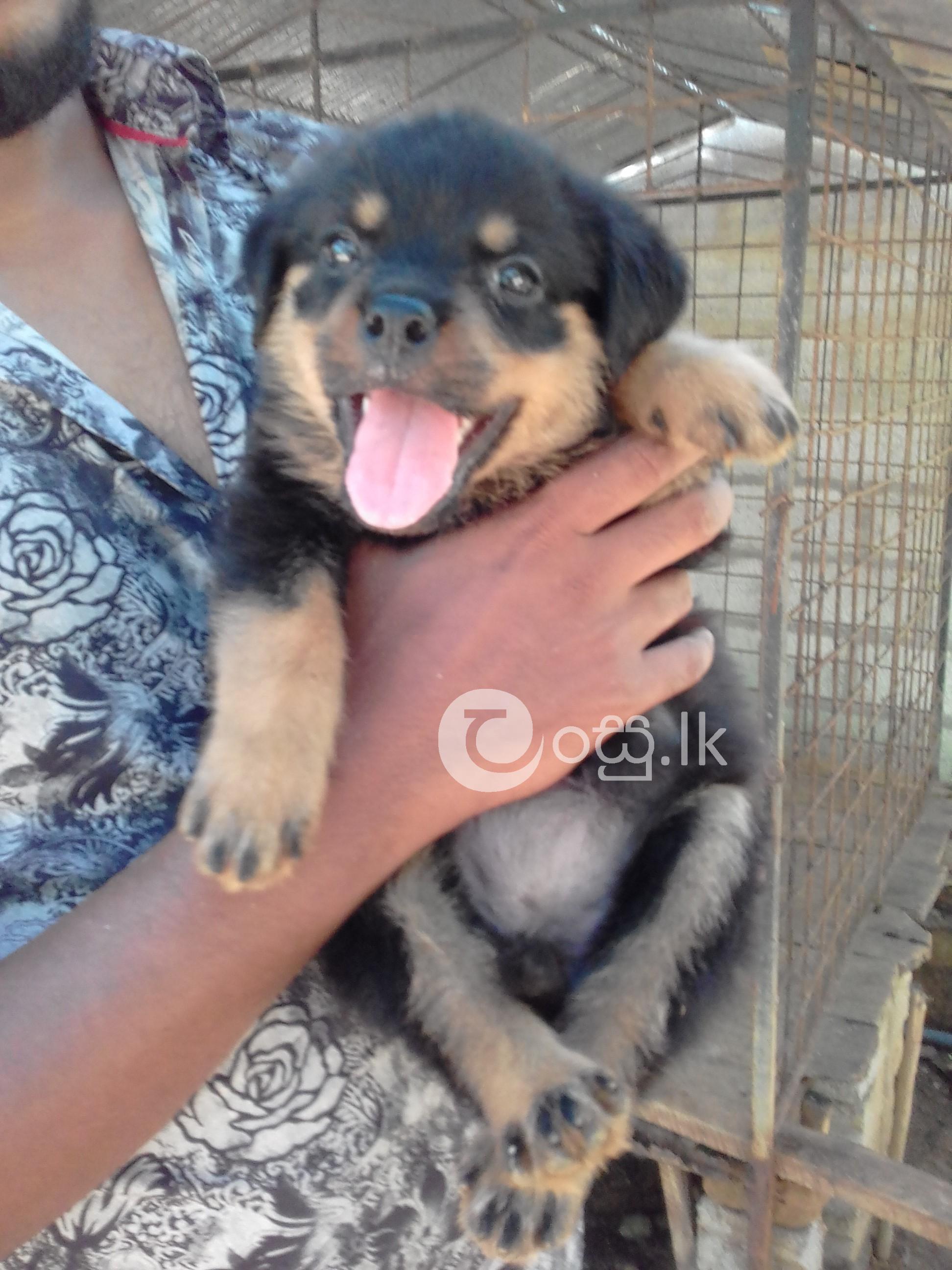 KASL Registered Rottweiler Puppies for Sale Pets in Kurunegala