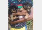 KASL Registered Rottweiler Puppies for Sale in Kurunegala