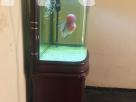 Imported Fish tank Animal Accessories in Colombo 6