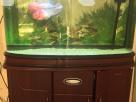 Imported Fish tank Animal Accessories in Colombo 6