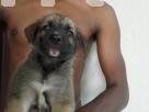 German Shepherd puppies Pets in Kotte