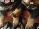 Pure Rottweiler Puppies KASL Pets in Kolonnawa