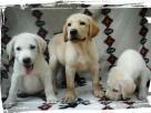 Labrador retriever puppies Pets in Ja Ela