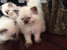 Pure Persian kittens Pets in Colombo 1