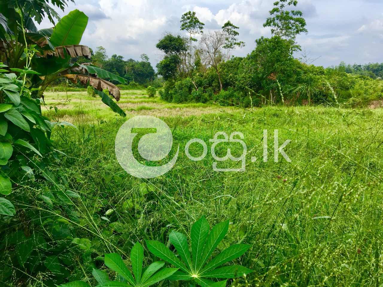 Land for sale Kosgoda. Land in Balapitiya