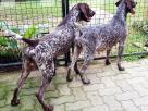German Shorthaired Pointer Puppies Pets in Panadura