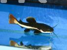 Red tail catfish Pets in Pannipitiya