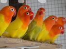 BIRD VITAMIN   LOVE BIRDS(ORG) Pet Food in Colombo 12