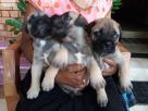 Bullmastiff Puppies Pets in Piliyandala