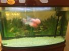 Imported Fish tank Animal Accessories in Colombo 6