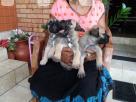 Bullmastiff Puppies Pets in Piliyandala