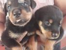 Rottweiler puppies for sale Pets in Ambalangoda