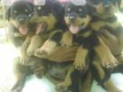 Rottweiler puppies Pets in Marawila