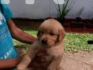 Golden retriever puppies Pets in Akuressa