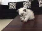 Pure Persian kittens Pets in Colombo 1