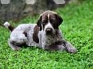 German Shorthaired Pointer Puppies Pets in Panadura