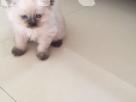 Pure Persian kittens Pets in Colombo 1