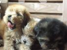 Shih Tzu puppies Pets in Dehiwala