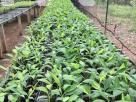 TISSUE CULTURED BANANA PLANTS Crops, Seeds & Plants in Athurugiriya