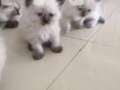 Pure Persian kittens Pets in Colombo 1