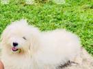 Tibetan Terrier (PUREBRED) Pups Pets in Nawala
