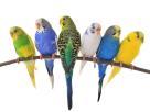 BIRD VITAMIN   LOVE BIRDS(ORG) Pet Food in Colombo 12