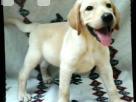 Labrador retriever puppies Pets in Ja Ela