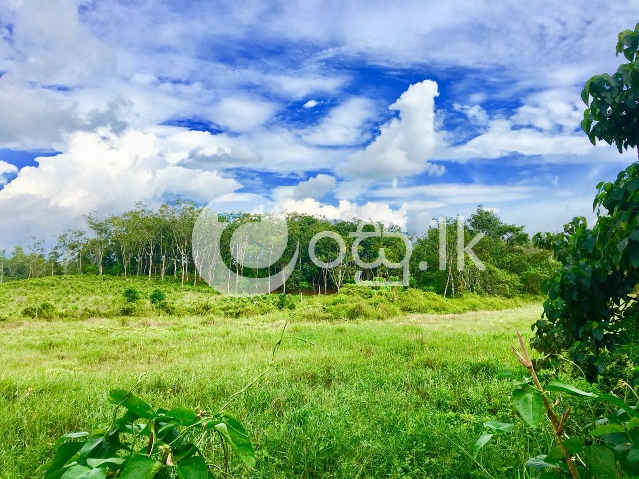 Land for sale Kosgoda. Land in Balapitiya
