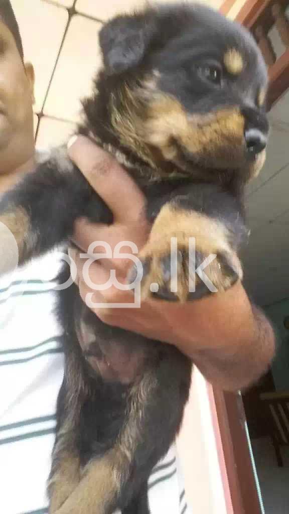 Rot Wiler Dog Pets in Ambalangoda