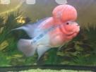 Imported Fish tank Animal Accessories in Colombo 6