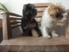 Shih tzu Puppies Pets in Dehiwala