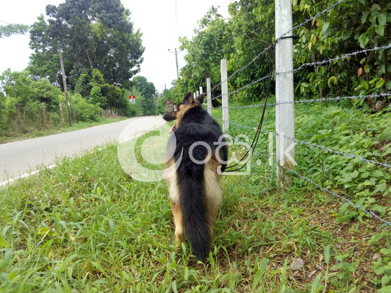 Lion Shepherd Dog Pets in Ambalangoda