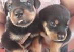 Rottweiler puppies for sale in Ambalangoda
