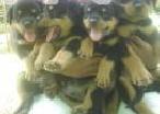 Rottweiler puppies in Marawila