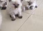 Pure Persian kittens in Colombo 1