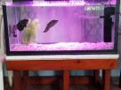 3ft fish tank complete set Animal Accessories in Colombo 6