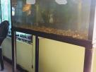 Fish tank Animal Accessories in Athurugiriya