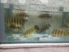 Honat fish baby Pets in Battaramulla