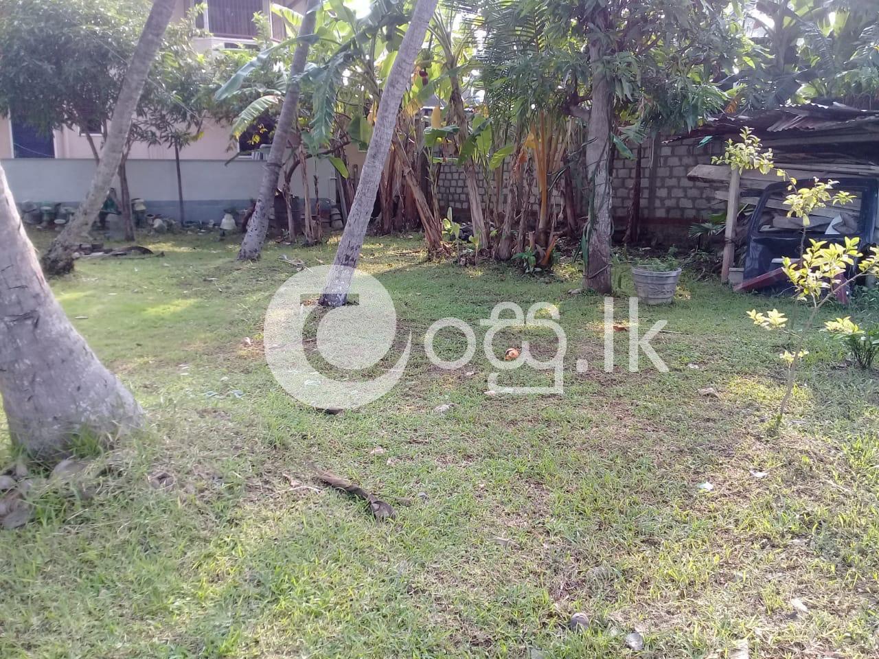 Valuable 17 Perch Coconut Land  Land in Negombo