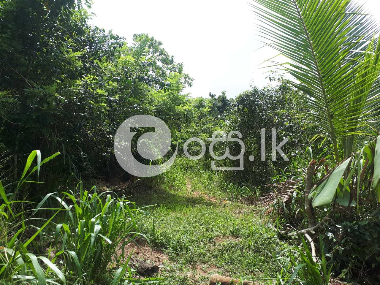 Land For immediately Sale In Balagoda Land in Balangoda