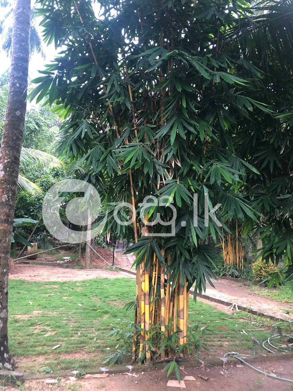 Bamboo Tree Crops, Seeds & Plants in Divulapitiya