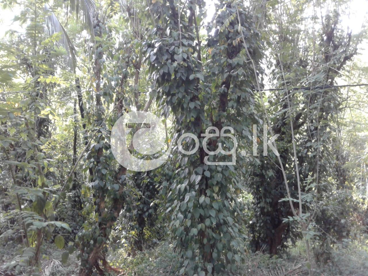 Rubber and Pepper Agriculture Land for Sale in Wellawaya Land in Wellawaya